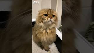 Hilarious and Funniest Cats Compilation!