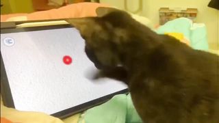 2 HOUR FUNNY CATS COMPILATION 2023