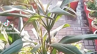 لاہور جنرل ہسپتال