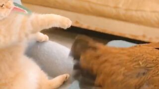 НОВИ ПРИКЛЮЧЕНИЯ НА ПУХКАВИТЕ РАЗБОЙНИЦИ