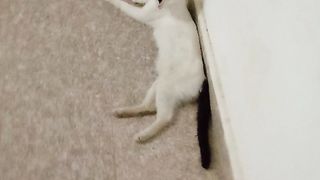 Funny meowing cat