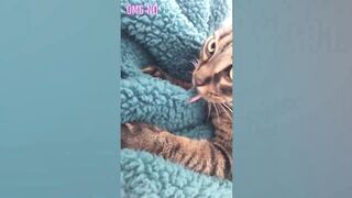 1 Hour of the Funniest Cats | Funny Pet Videos