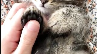 my cat