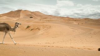 Camels walking in the desert