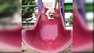 Cute animals __baby_dogs__funny gog's _Aww Animal cutest animal__