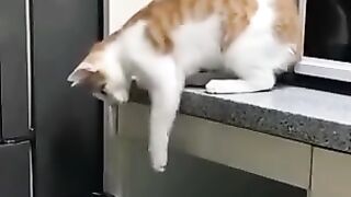 Funny cats moments/ Funny Animals