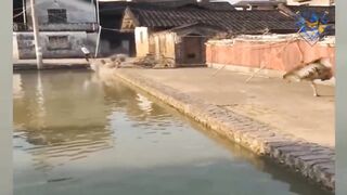 Funny animal attack