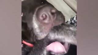 DO NOT MISS THIS!!!! All cute pets (cats, dogs and etc)