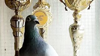 A Super Pigeon