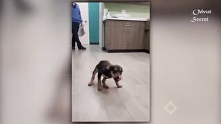 Animals funny videos. Bangladeshi funny videos__????????????