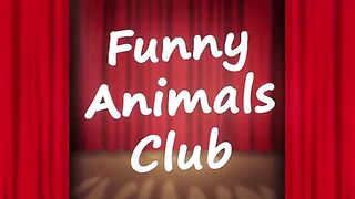 Cat ???? is just amazing....comedy one...