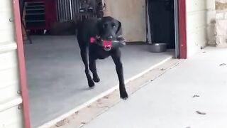 Ultimate Funny Dogs Compilation! ???? Most Viral DOGS on the internet! ????