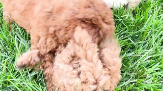 FUNNY PLAYING PUPPIES DOGS