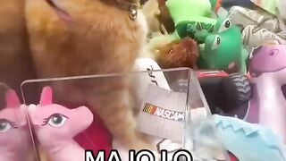 Kitten Onboard In Claw Machine