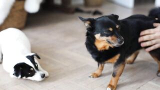 DOG PUPPY