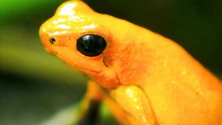 Unique fact about frogs that may be rarely known