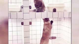 Funny cat behavior 2