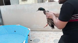 Aa Gaya ???? | Duck Ka Kya Naam Rakha Hai ? ????