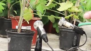 Des chercheurs ont découvert que les plantes peuvent éclater des « cris » sous le stress.