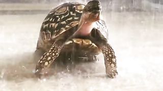 Tortoise enjoying a shower.. ????