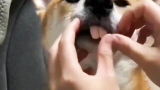 Funny vidios Complilation