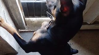 Meu pet 2