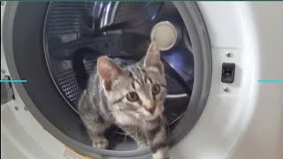 Funny Dogs And Cats Videos ????