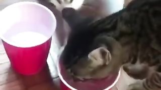 cute animals -funny video-funny cats