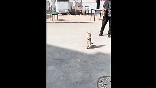 OMG Cute Cat Videos - Funny Cats Compilation