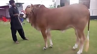 Cow for meat