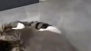 Funny cate 3