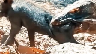 Komodo 3