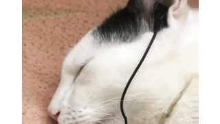 Cat | funny video cat