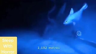 Deep sea creature we haven't see before...????????????