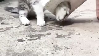Mask Show Cat