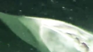 Top 3 mysterious and terrifying underwater monster.