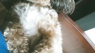 Cute Dog 2
