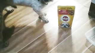 Cute Dog 4