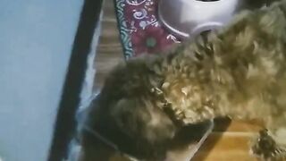 Cute Dog 5