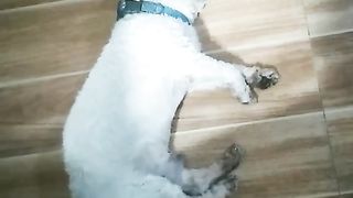 Cute Dog 6