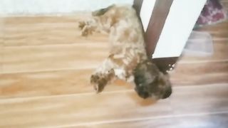 Cute Dog 7