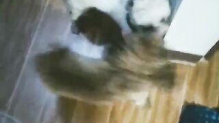 Cute Dog 8