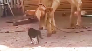 Cow & cat