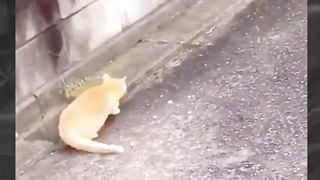 Cute cats 10
