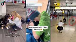 Dogs Reunited With Owners Compilation