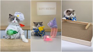 Cats make food 2023 "That Little Puff" Tiktok Compilation #1 2