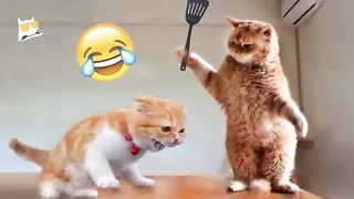 1 Hour of Funniest Animals 2023 - Funniest Cats and Dogs ???????? 2