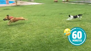 Hilarious Cat CHASES Dog | FUNNIEST Animals and Pets