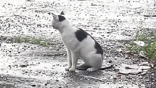 Kucing Pargoy