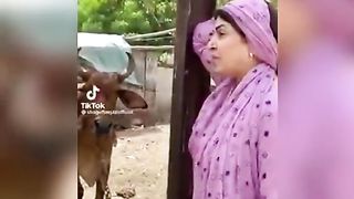 گاۓ ڈیزل پے چلنے لگی